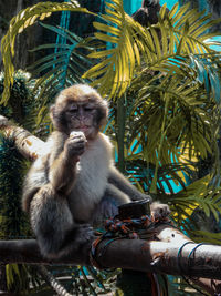 Low angle view of monkey sitting on tree