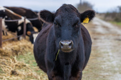 Portrait of cow standing on field