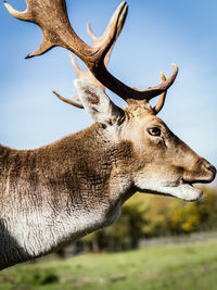 Headshot of a stag