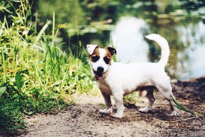 Portrait of dog standing on land