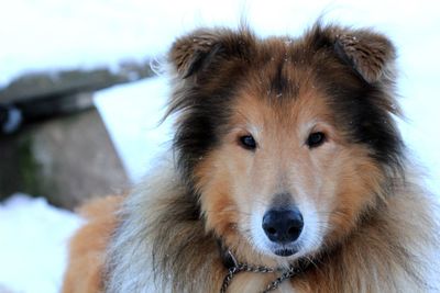 Close-up portrait of dog