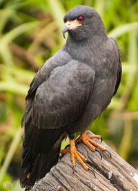 Black snail kite with red eyes 