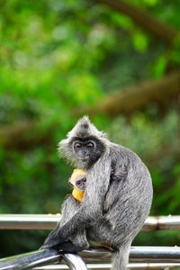Monkey with infant sitting on railing