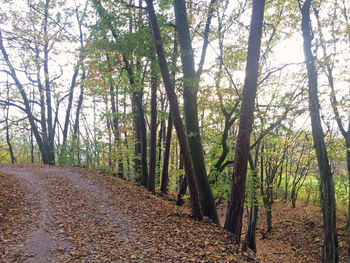 Trees in forest against sky