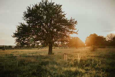 Trees on field against sky