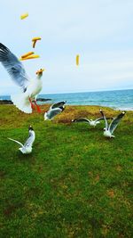 Seagulls flying over sea