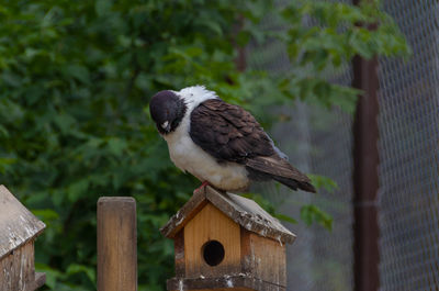 Close-up of bird perching on wooden post