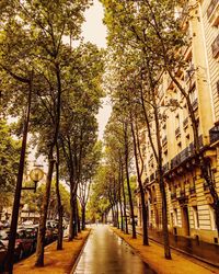 Empty road along trees