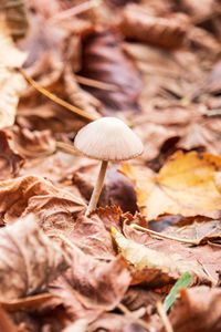 Close-up of mushroom growing on field