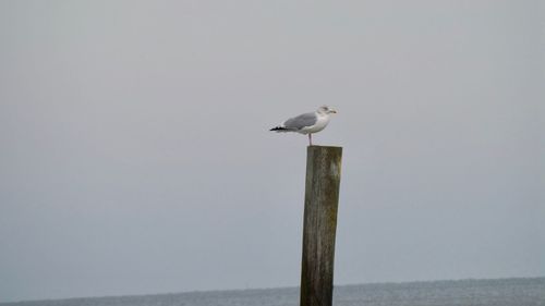 Seagull perching on wooden post in sea against sky