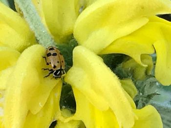 Close-up of insect on yellow flower