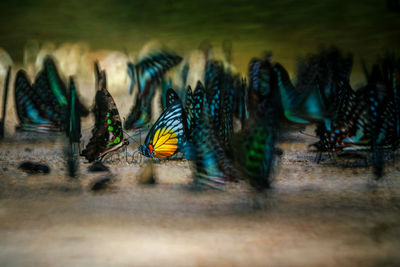 Close-up of birds