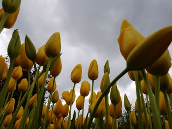 Low angle view of yellow flowers against sky