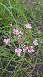 Close-up of pink flowering plants on field