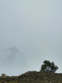 Low angle view of trees on mountain against sky