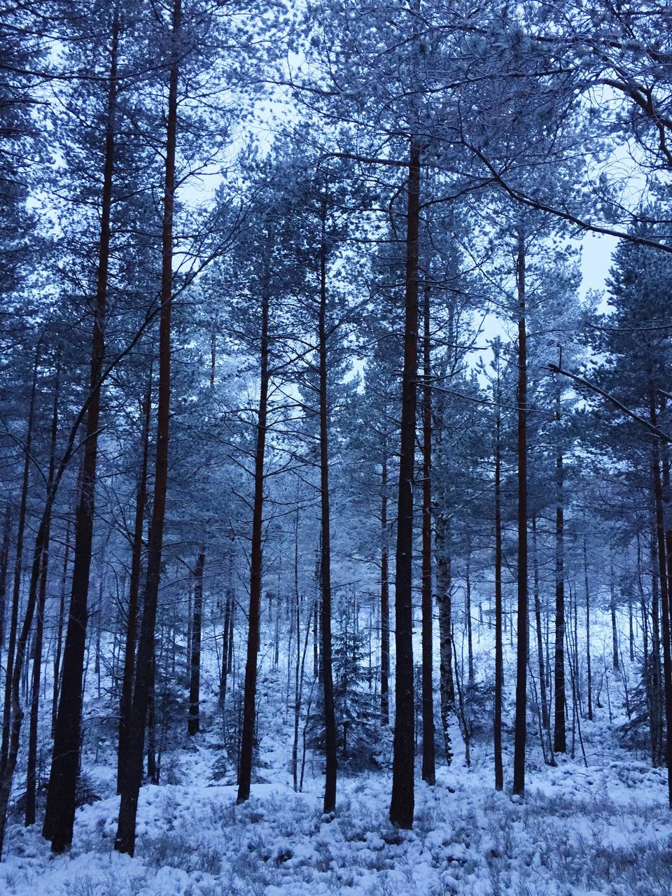 tree, snow, winter, cold temperature, forest, beauty in nature, nature, woodland, scenics, landscape, tree trunk, tranquility, sky, no people, tranquil scene, outdoors, day