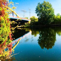 Reflection of trees in water