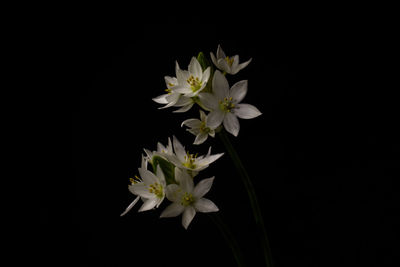 Close-up of white flowers against black background