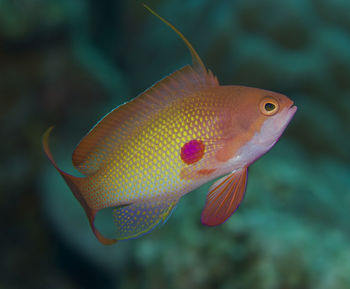 Paeudanthias squampinnis