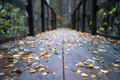 Autumn leaves on footpath