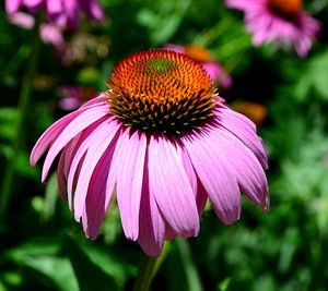 Close-up of purple coneflower blooming outdoors