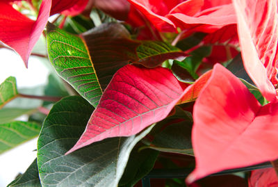 Close-up of red leaves on plant