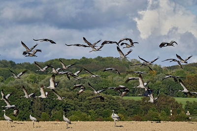 Low angle view of seagulls flying against sky