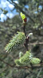 Close-up of leaves