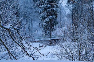 Bare trees on snow covered land