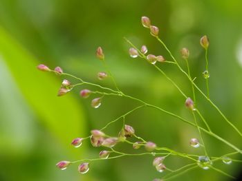 Close-up of flowering plant