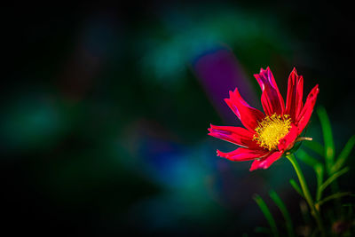 Close-up of red flower