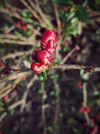 Close-up of red berries on plant