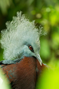 Close-up of a bird