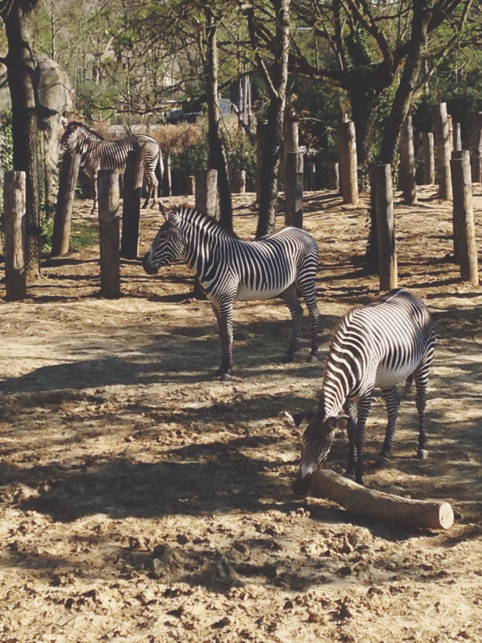 tree, animal themes, striped, tree trunk, animals in the wild, wildlife, nature, zebra, sunlight, tranquility, shadow, outdoors, day, no people, forest, beauty in nature, park - man made space, field, tranquil scene, absence