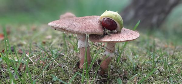 Close-up of mushroom on field