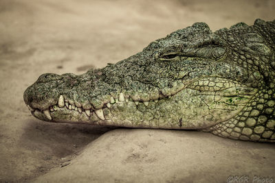 Close-up of crocodile