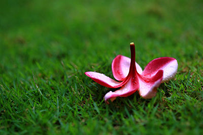 Close-up of pink flower on grass