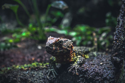 Crocodile skink by the river bed