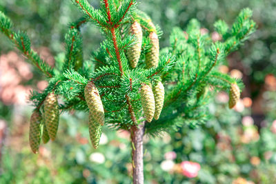 Conifer tree hanging cones . evergreen fir tree in the sun light