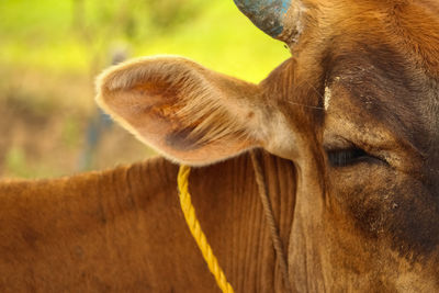 Close-up of a horse