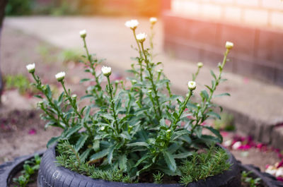Unusual flower bed in the garden. a flower bed out of old car tires. flowerbed design.