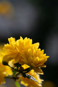 Close-up of yellow flowering plant