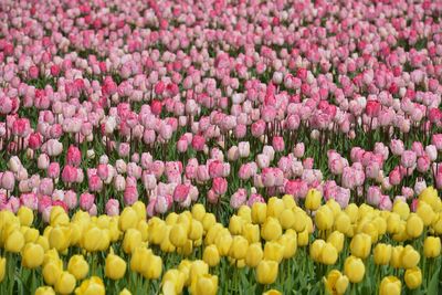 Full frame shot of yellow tulips