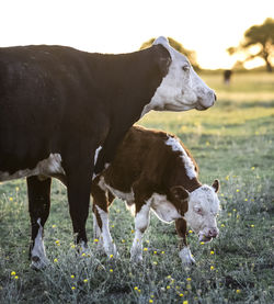 Cows on field