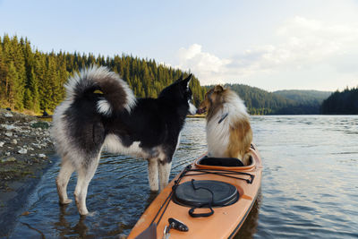 Two dogs on the lake