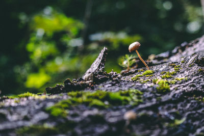 Small mushroom on a old tree with moss