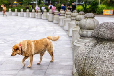 Side view of dog on footpath