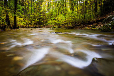 Stream flowing amidst trees in forest