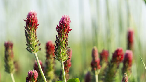 Close-up of flowering plants on field