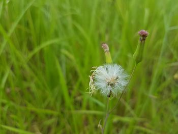 Close-up of dandelion flower